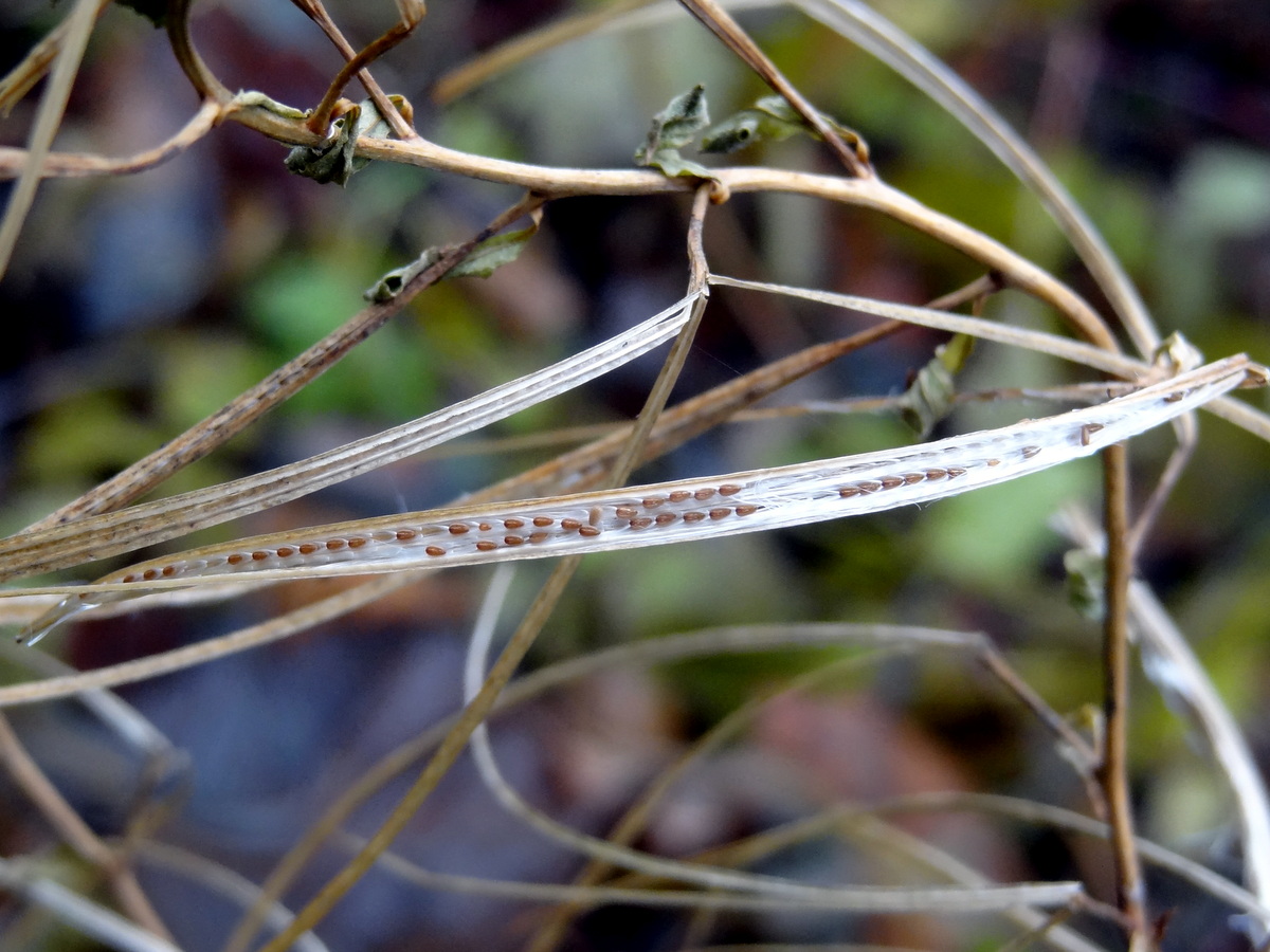 Image of Chamaenerion angustifolium specimen.