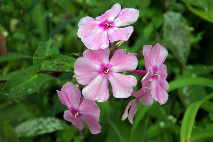 Изображение особи Phlox paniculata.