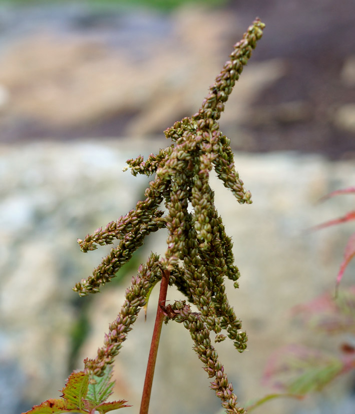 Image of Aruncus dioicus specimen.