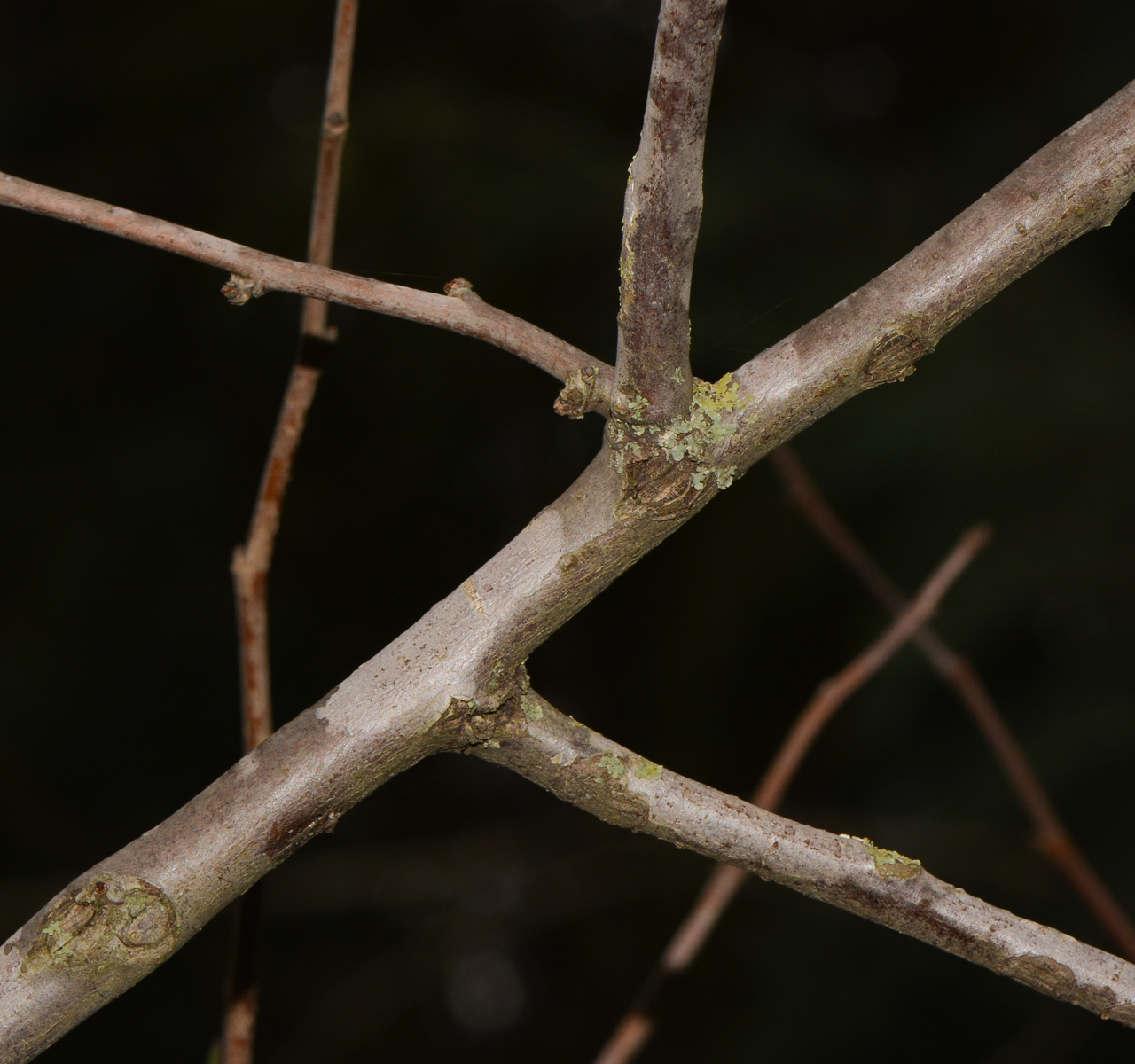 Image of genus Chaenomeles specimen.