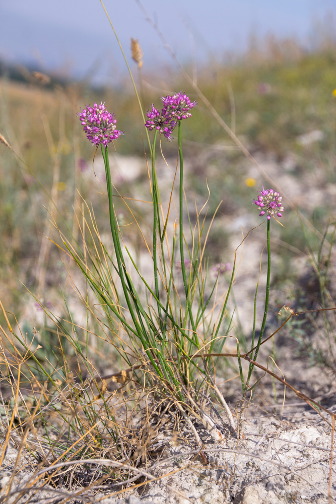 Изображение особи Allium cretaceum.