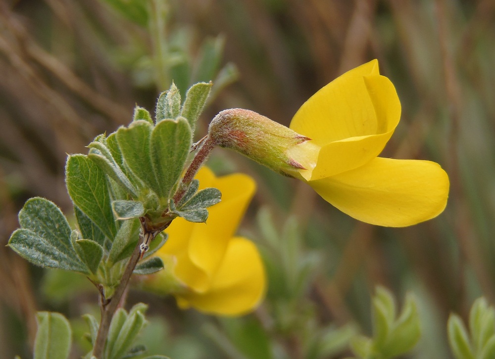 Image of Caragana mollis specimen.