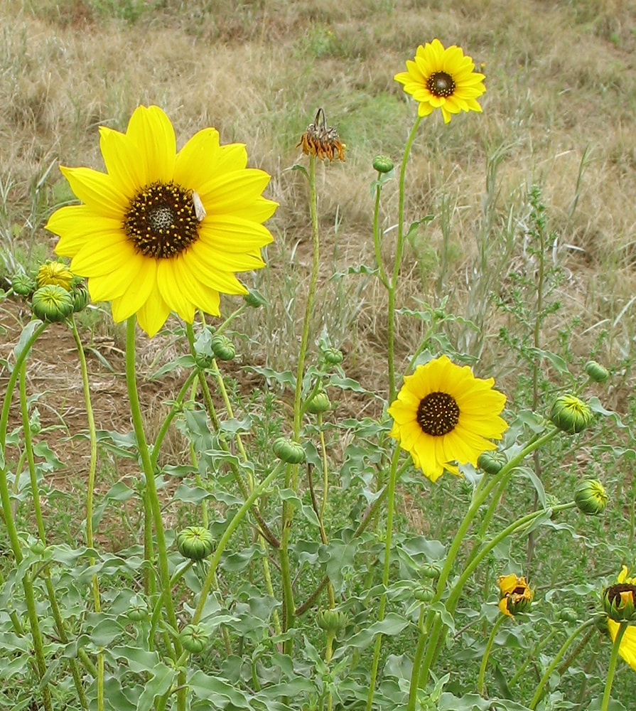 Изображение особи Helianthus petiolaris.