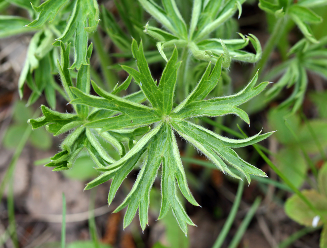 Image of Pulsatilla patens specimen.