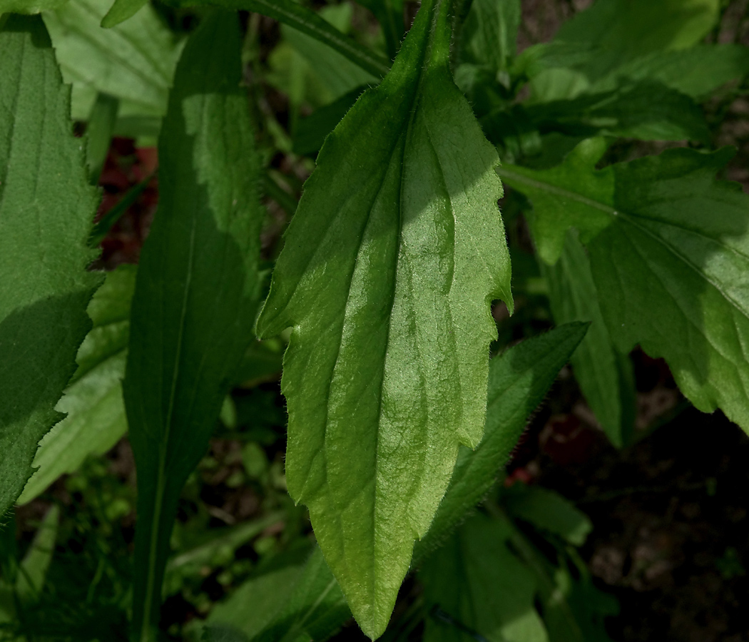 Image of Erigeron annuus ssp. lilacinus specimen.