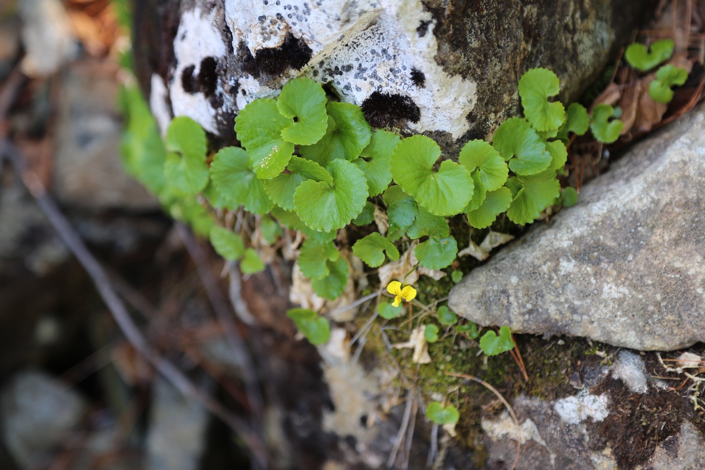 Image of Viola kusnezowiana specimen.