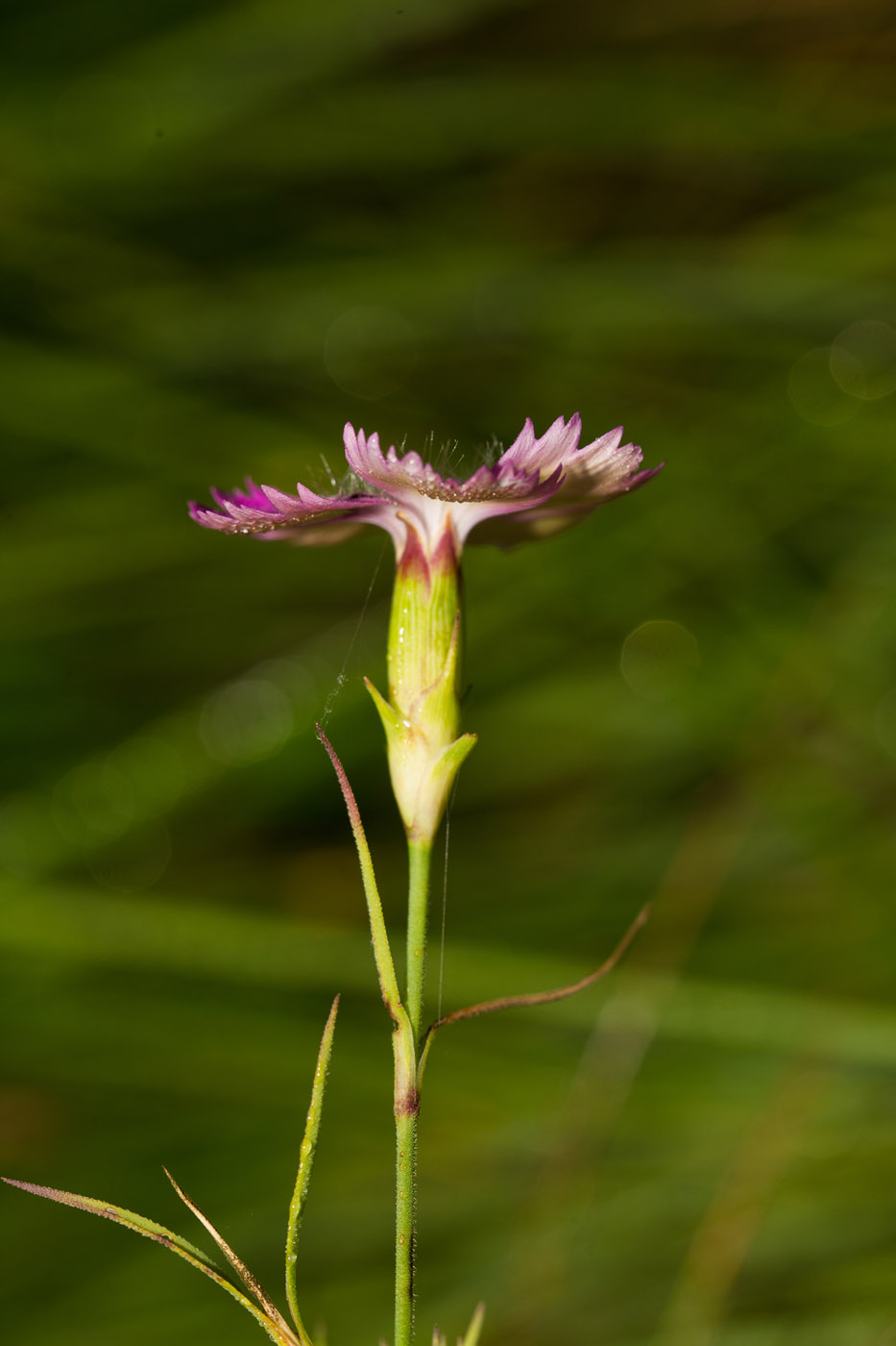 Image of Dianthus fischeri specimen.