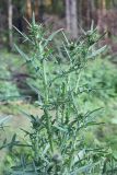 Cirsium vulgare