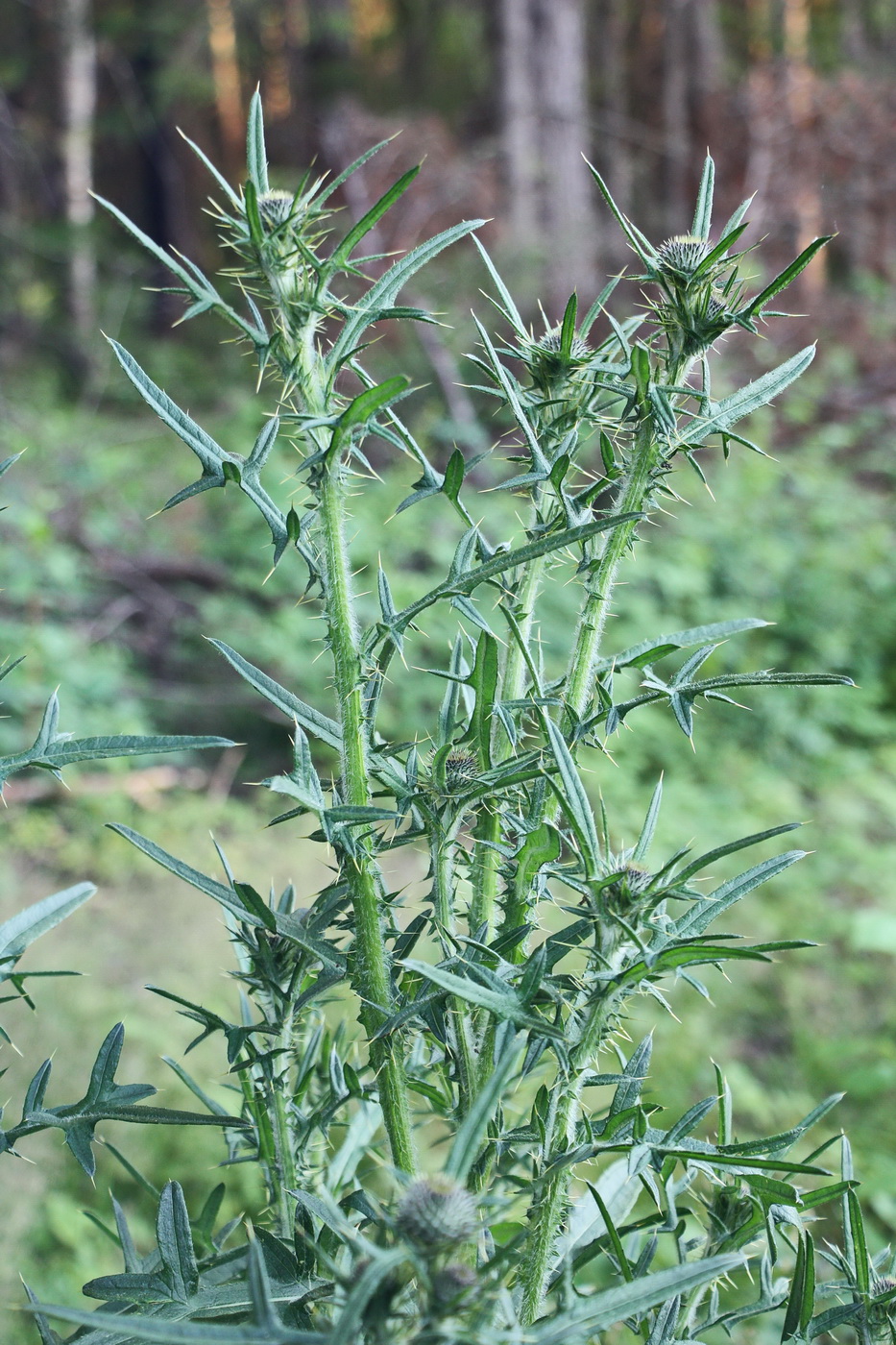 Изображение особи Cirsium vulgare.