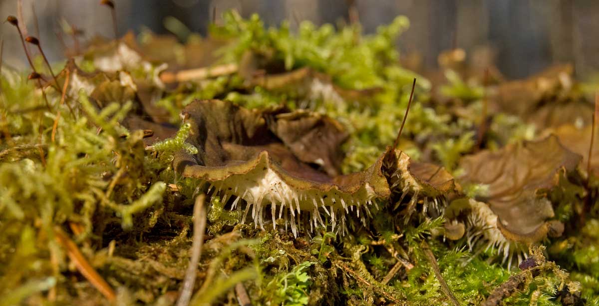 Image of genus Peltigera specimen.