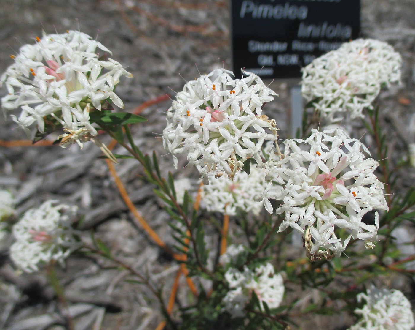 Изображение особи Pimelea linifolia.