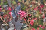 Loropetalum variety rubrum