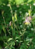 Aquilegia oxysepala