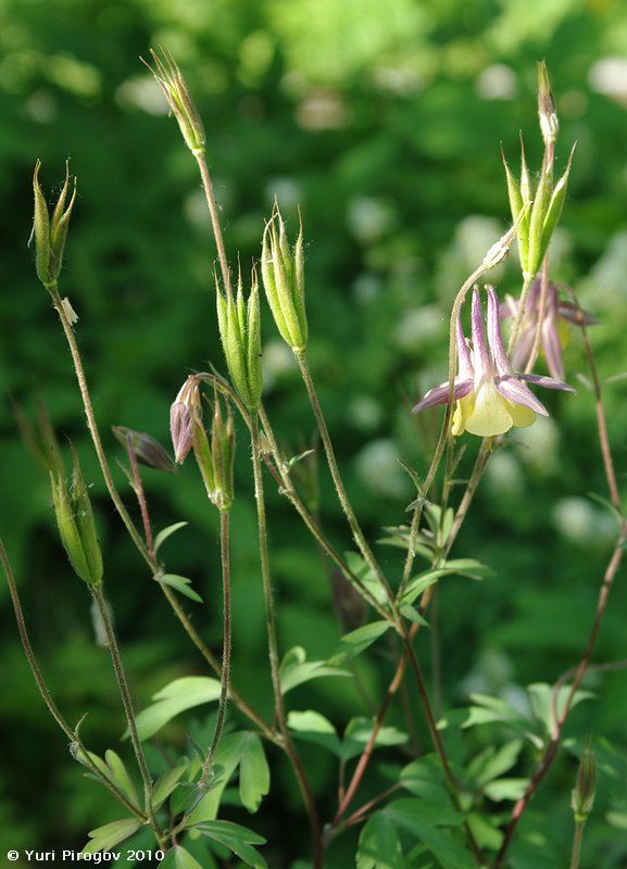 Image of Aquilegia oxysepala specimen.