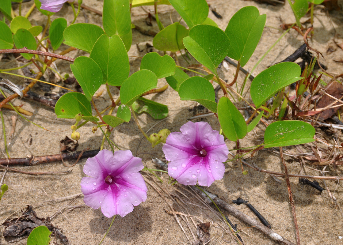 Image of Ipomoea pes-caprae specimen.