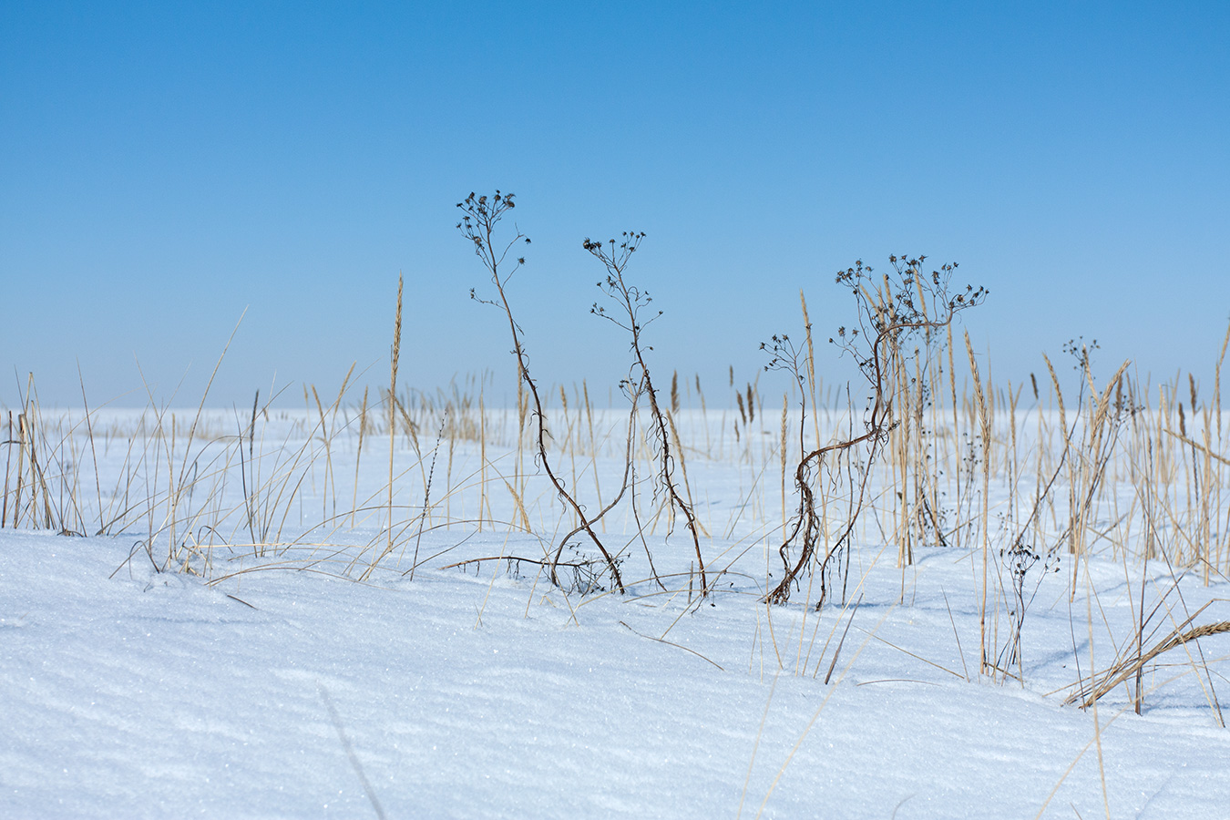 Image of Hieracium umbellatum var. dunale specimen.