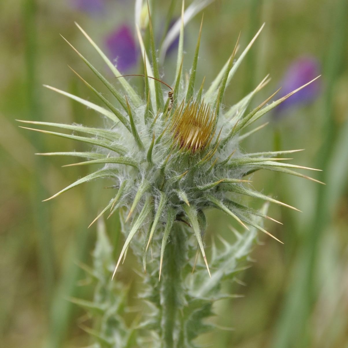 Image of Onopordum tauricum specimen.