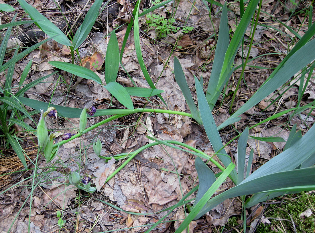 Image of Iris hungarica specimen.