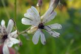 Silene italica