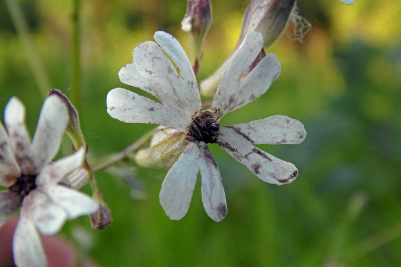 Image of Silene italica specimen.