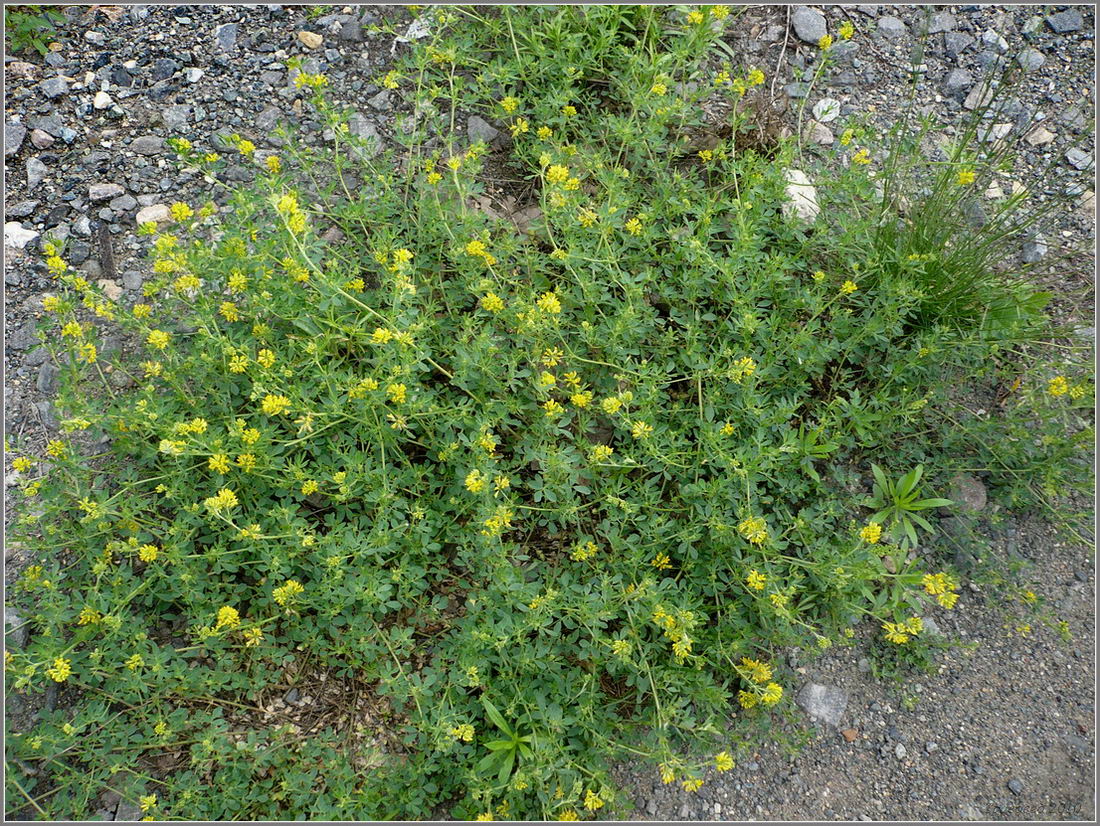 Изображение особи Medicago falcata.