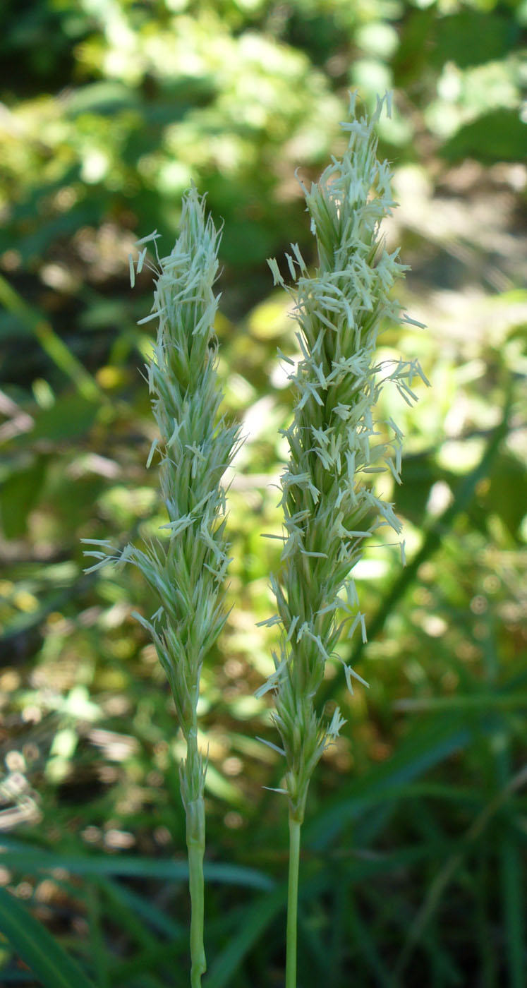 Image of Sesleria alba specimen.