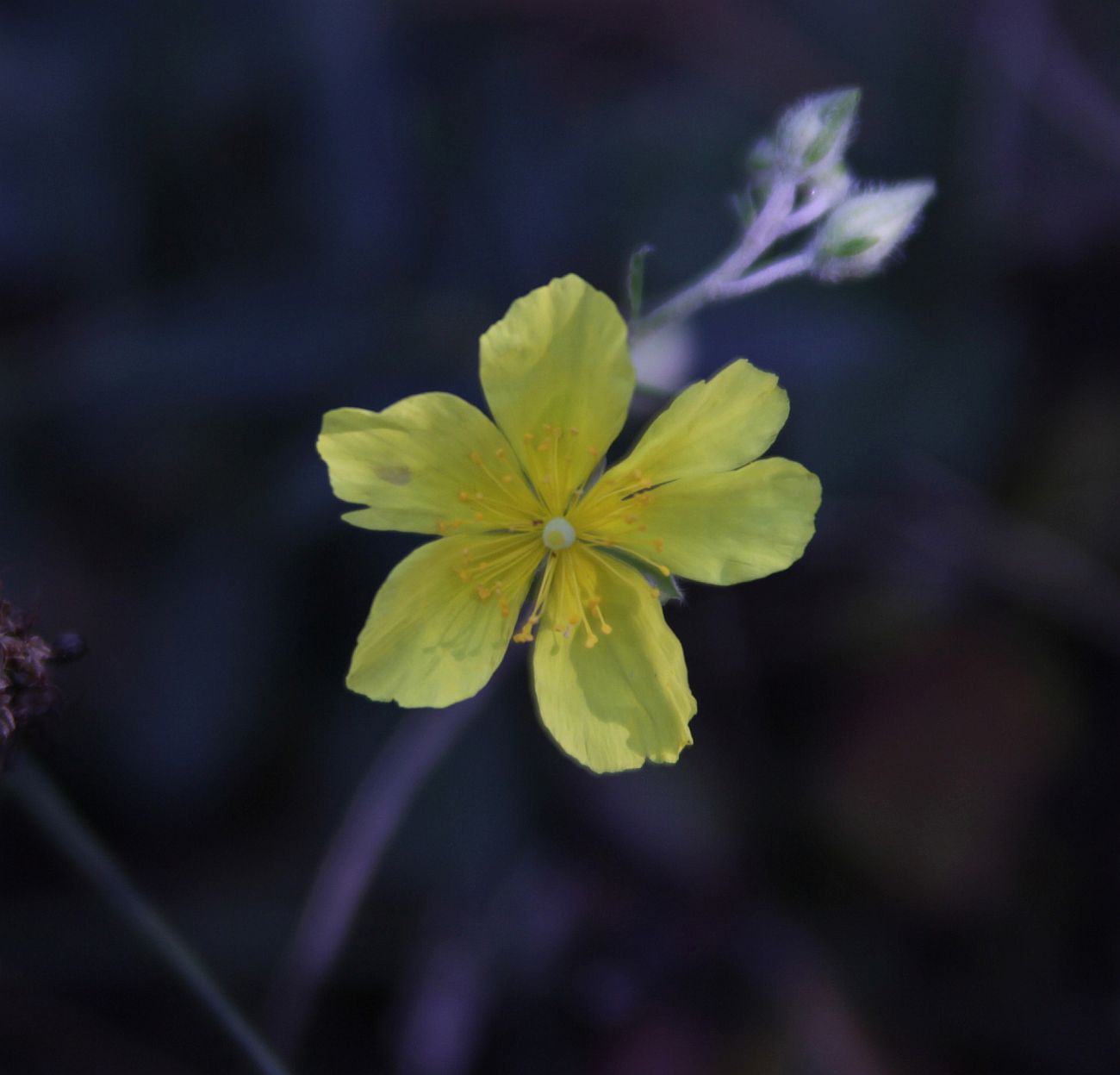 Изображение особи род Helianthemum.