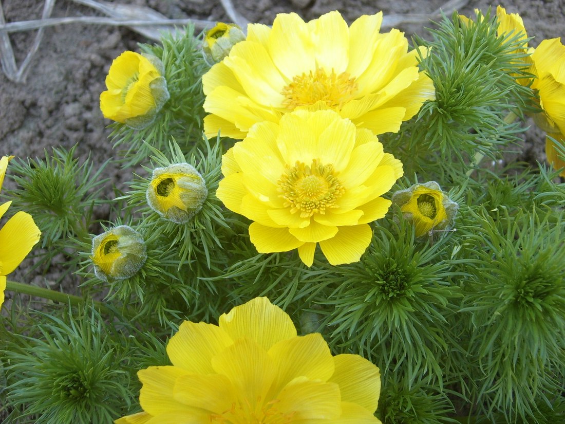 Изображение особи Adonis vernalis.