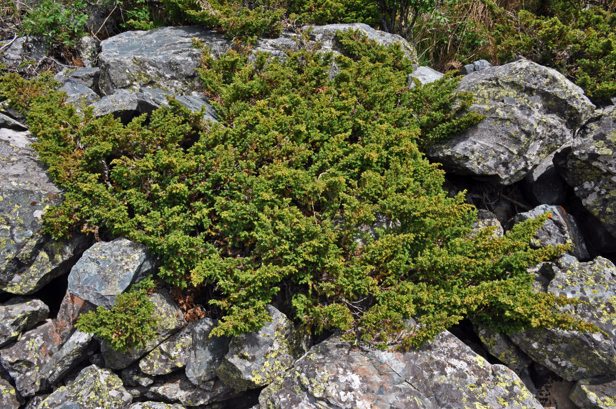 Image of Juniperus sibirica specimen.