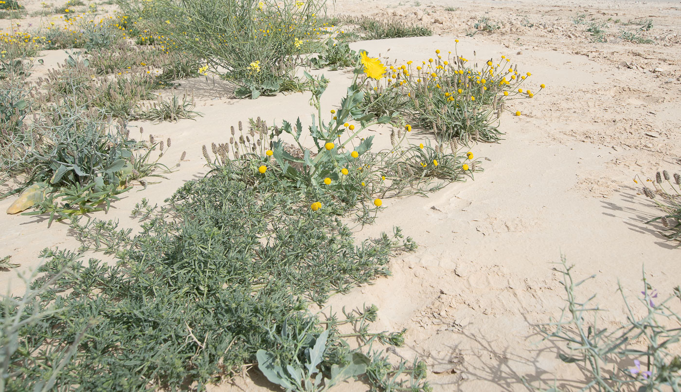 Image of Launaea angustifolia specimen.