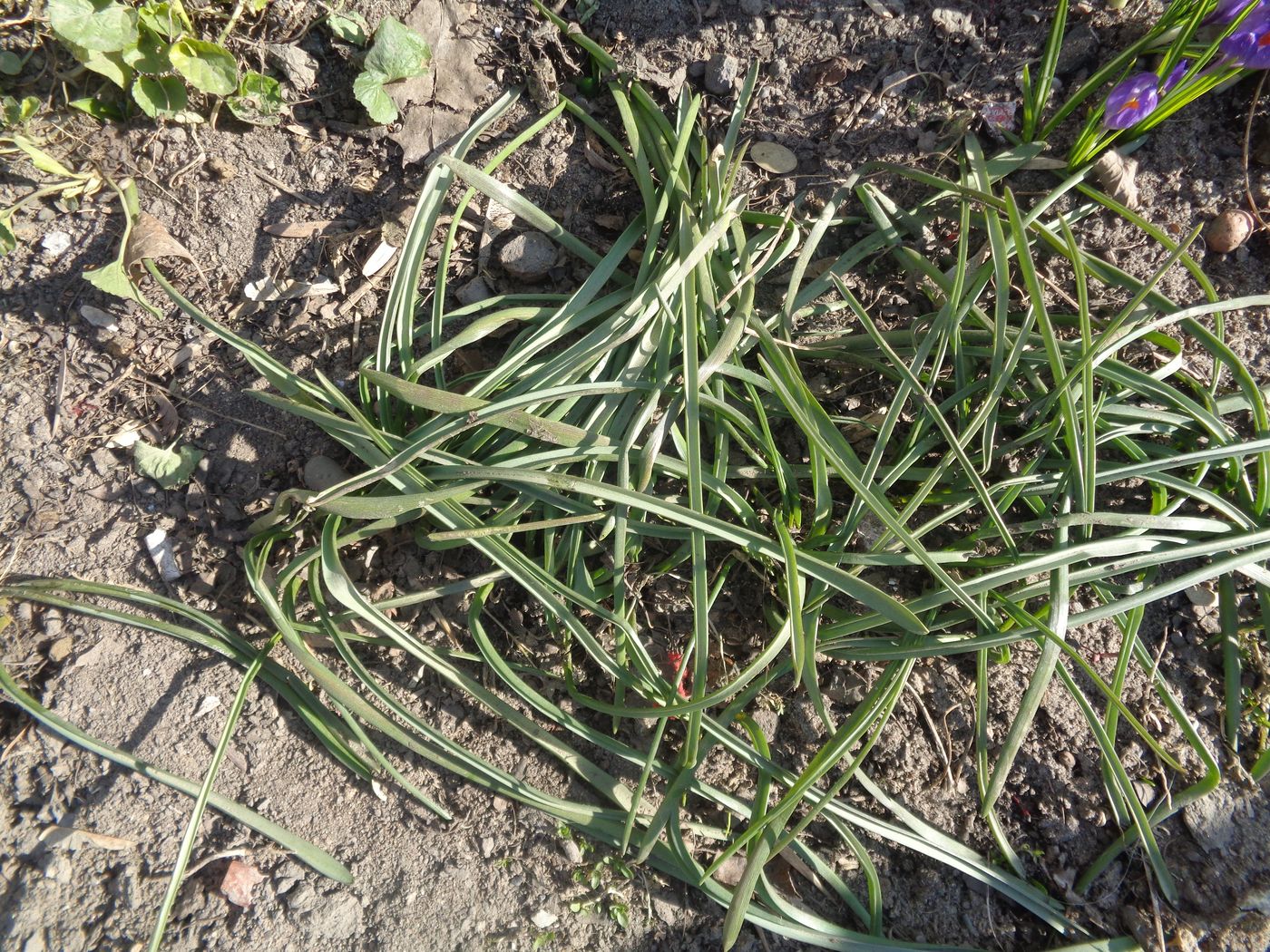 Image of Muscari armeniacum specimen.