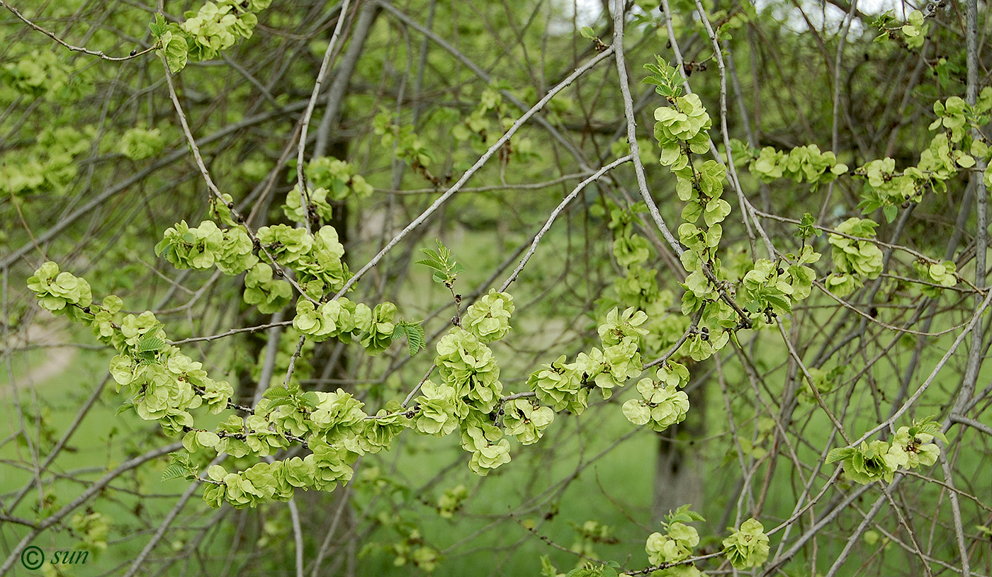 Image of Ulmus pumila specimen.