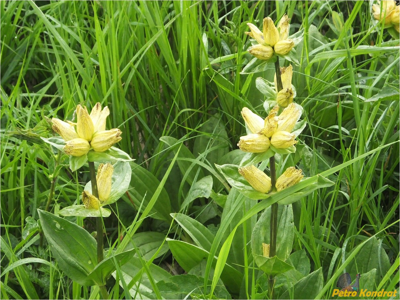 Image of Gentiana punctata specimen.