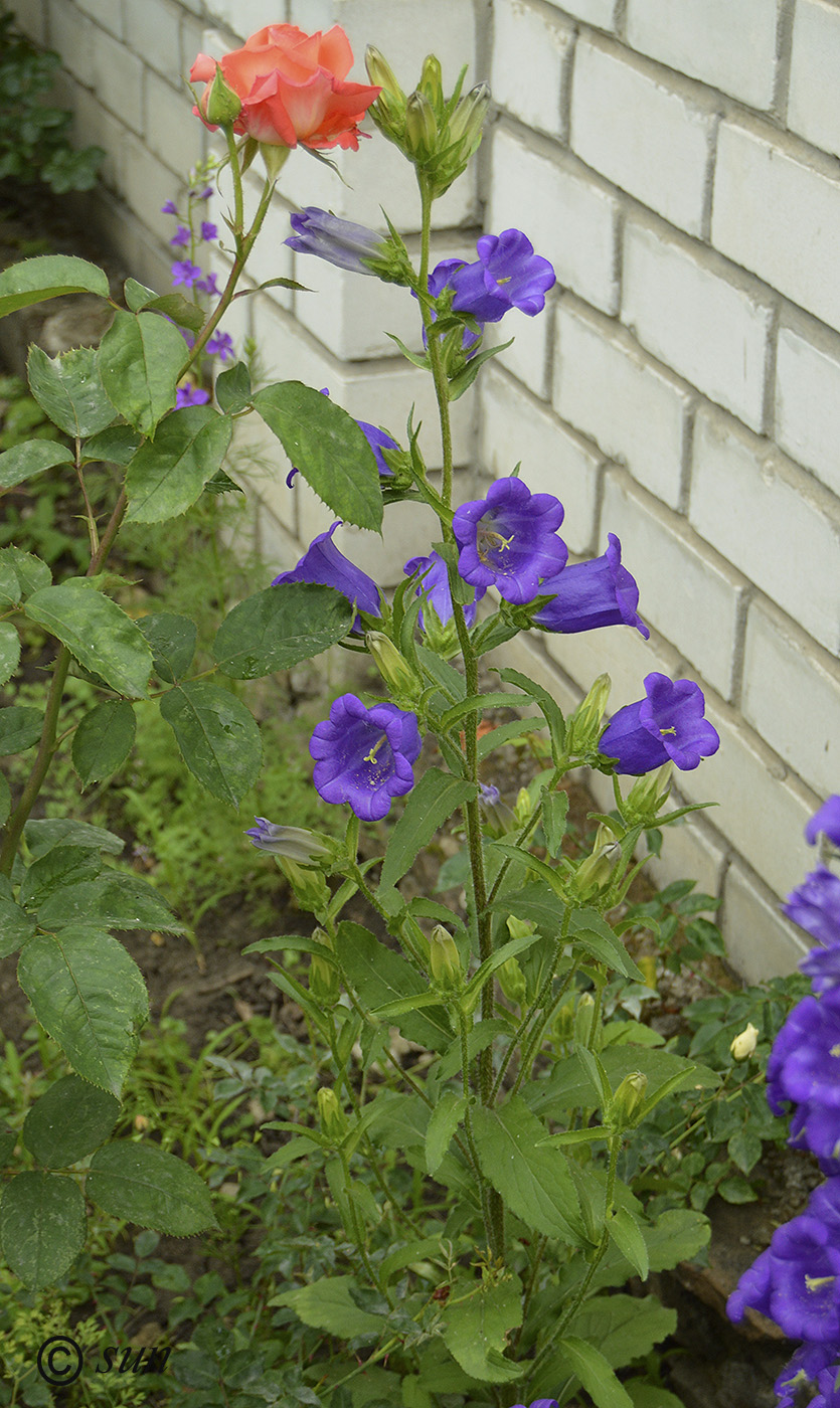 Image of Campanula medium specimen.