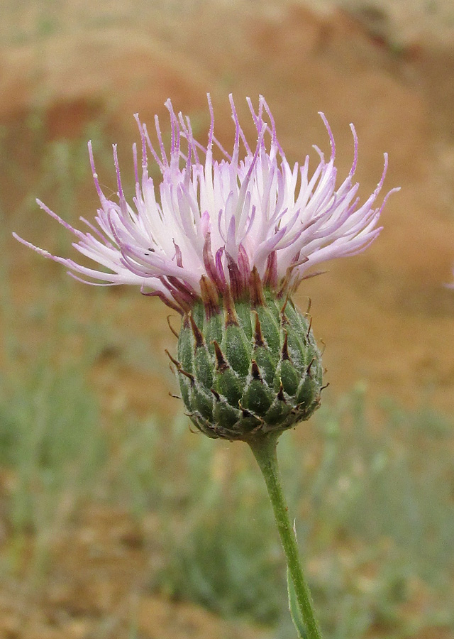 Image of Klasea marginata specimen.