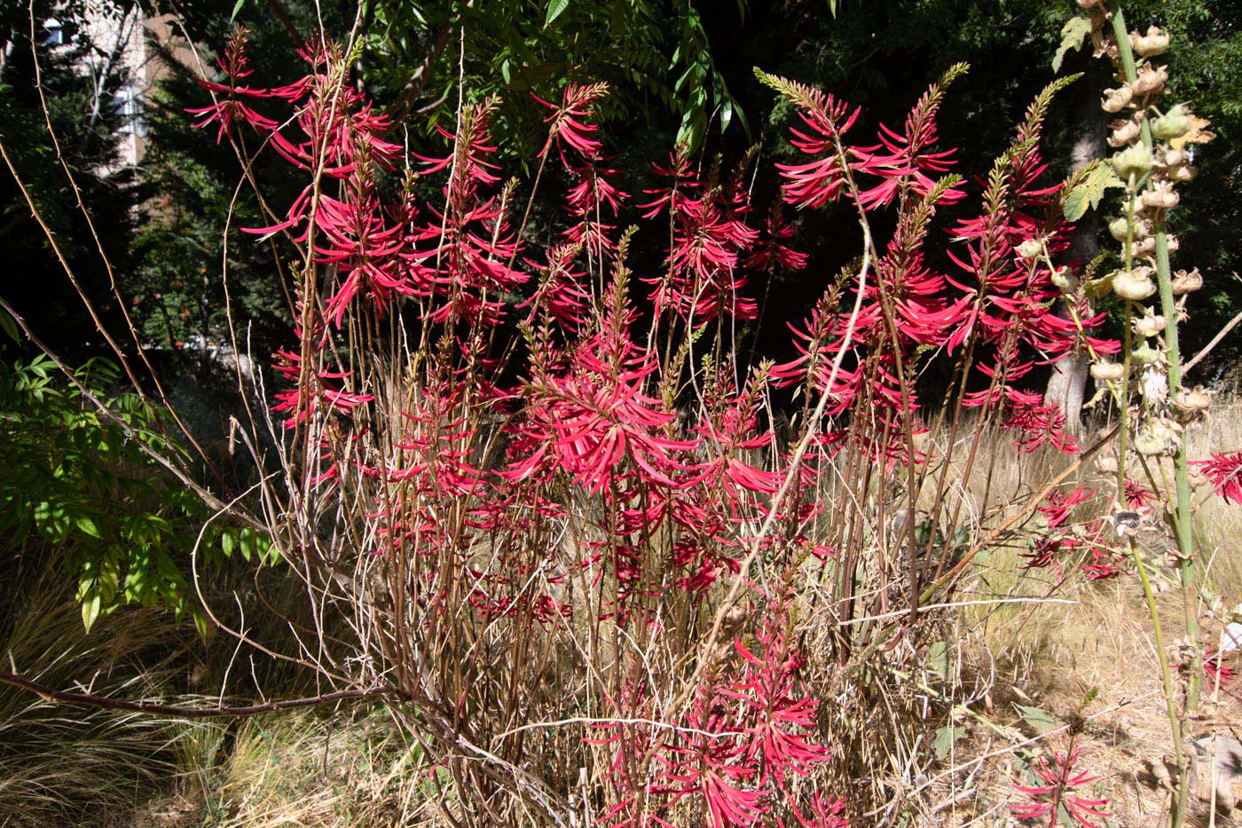 Image of Erythrina herbacea specimen.