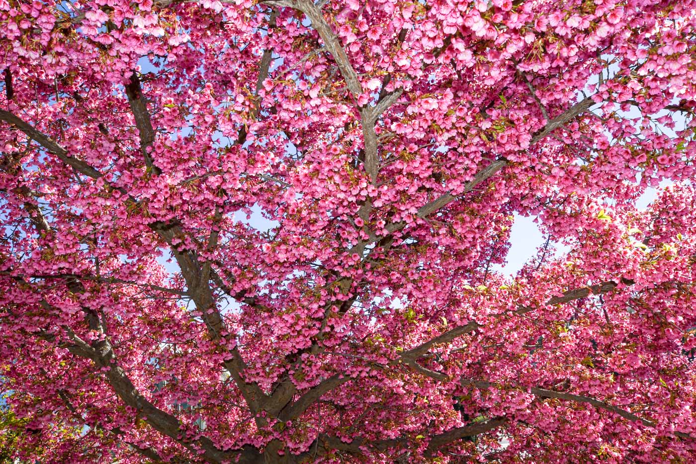 Image of Prunus campanulata specimen.