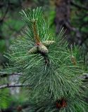 genus Pinus. Верхушка ветви с незрелыми шишками. Сербия, горный массив Златибор, гора Шарган, железная дорога Шарганская восьмёрка, сухой склон, сосновый лес. 12.07.2019.