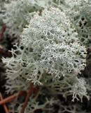 Cladonia stellaris