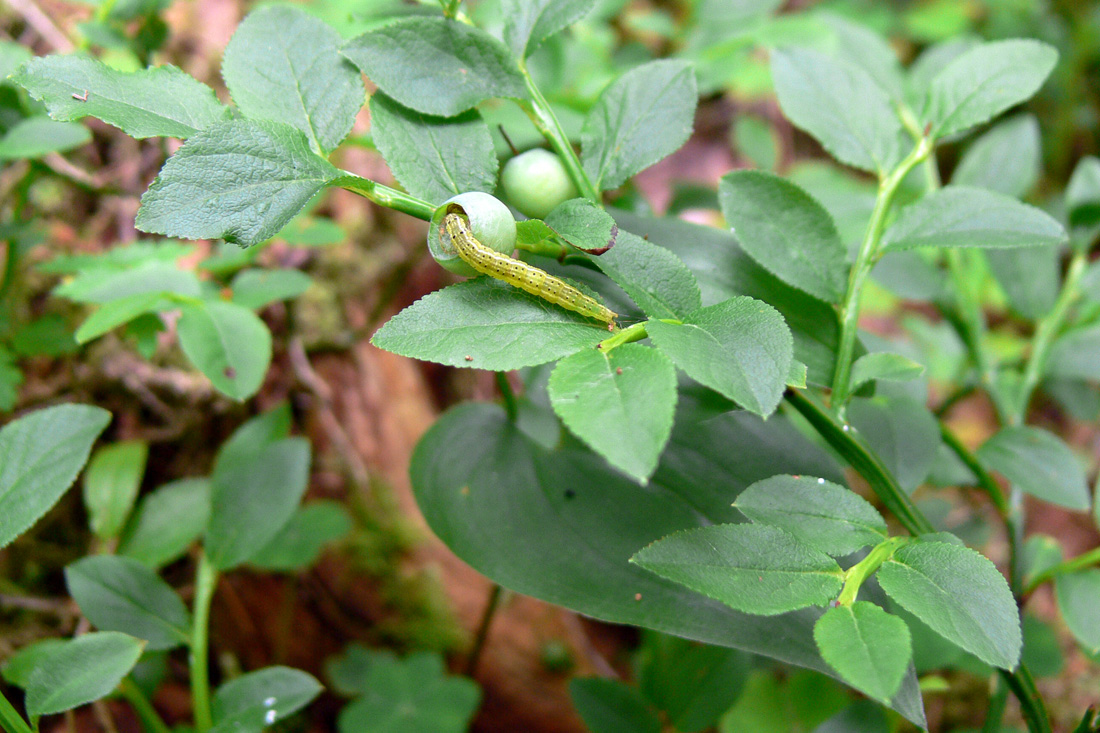 Image of Vaccinium myrtillus specimen.