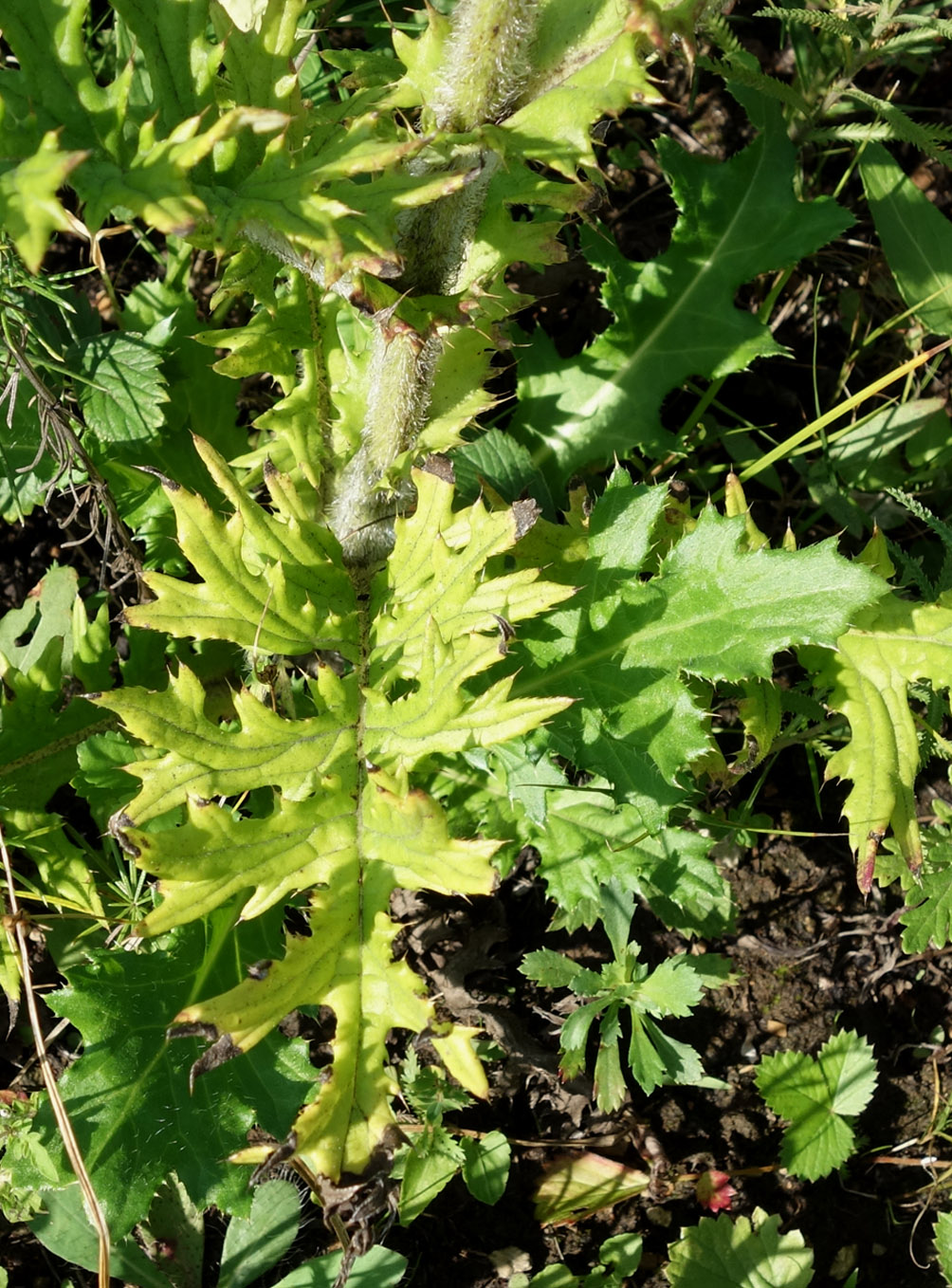 Image of Cirsium maackii specimen.