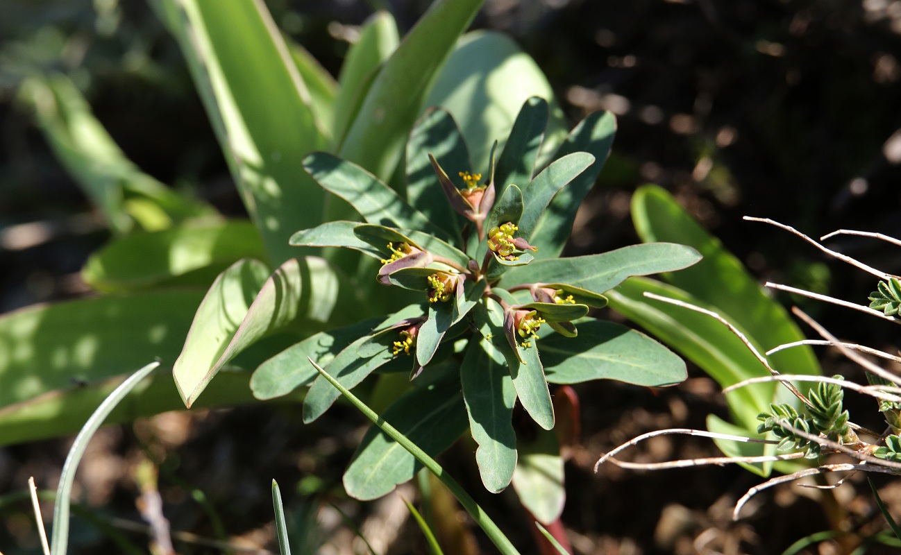 Image of Euphorbia rapulum specimen.