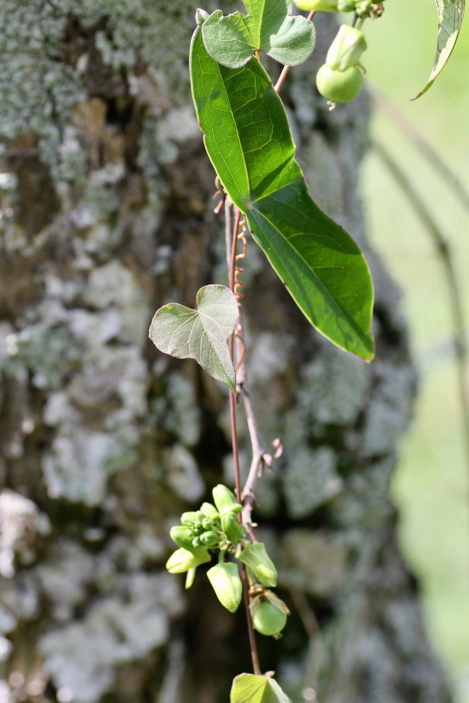 Image of Passiflora coriacea specimen.