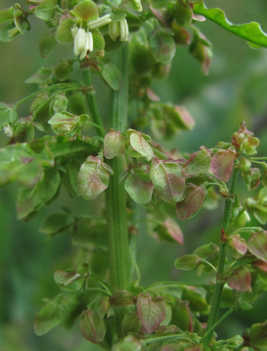 Image of Rumex longifolius specimen.