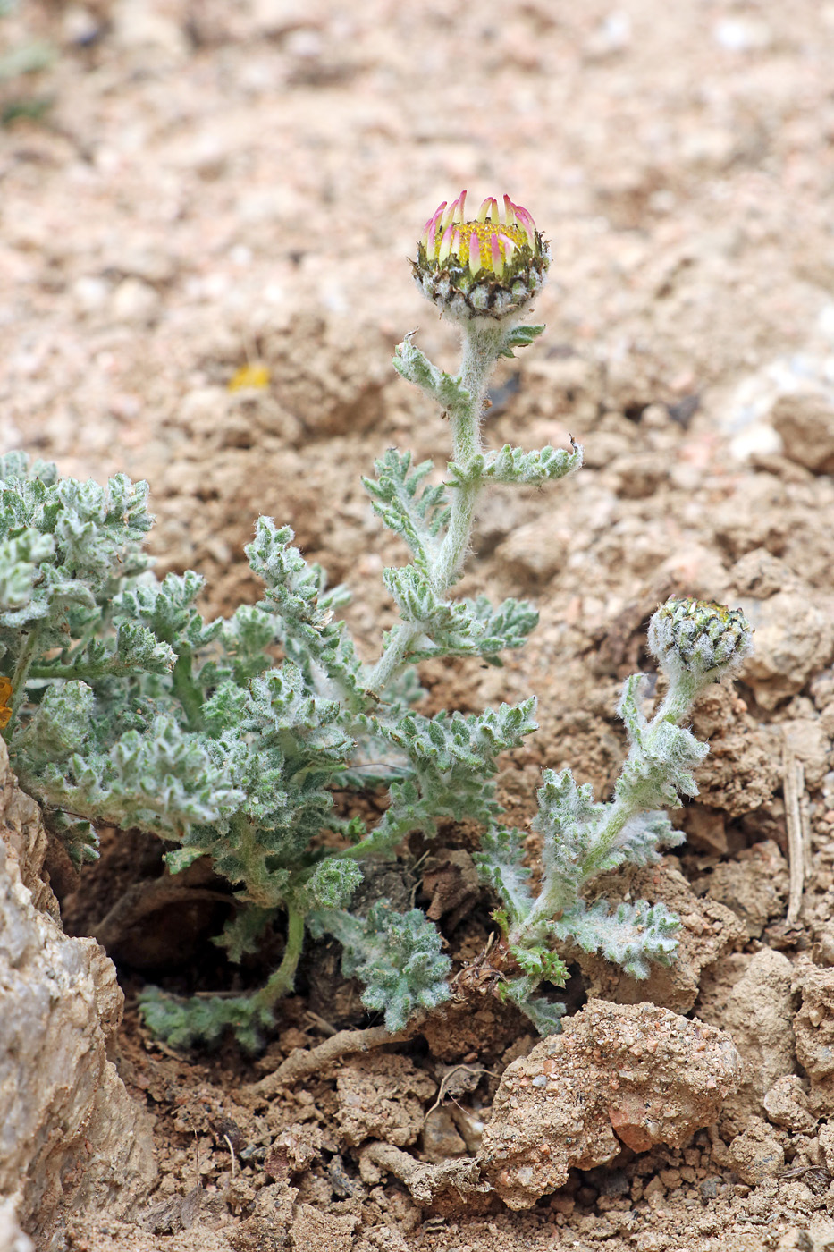 Image of Waldheimia tomentosa specimen.