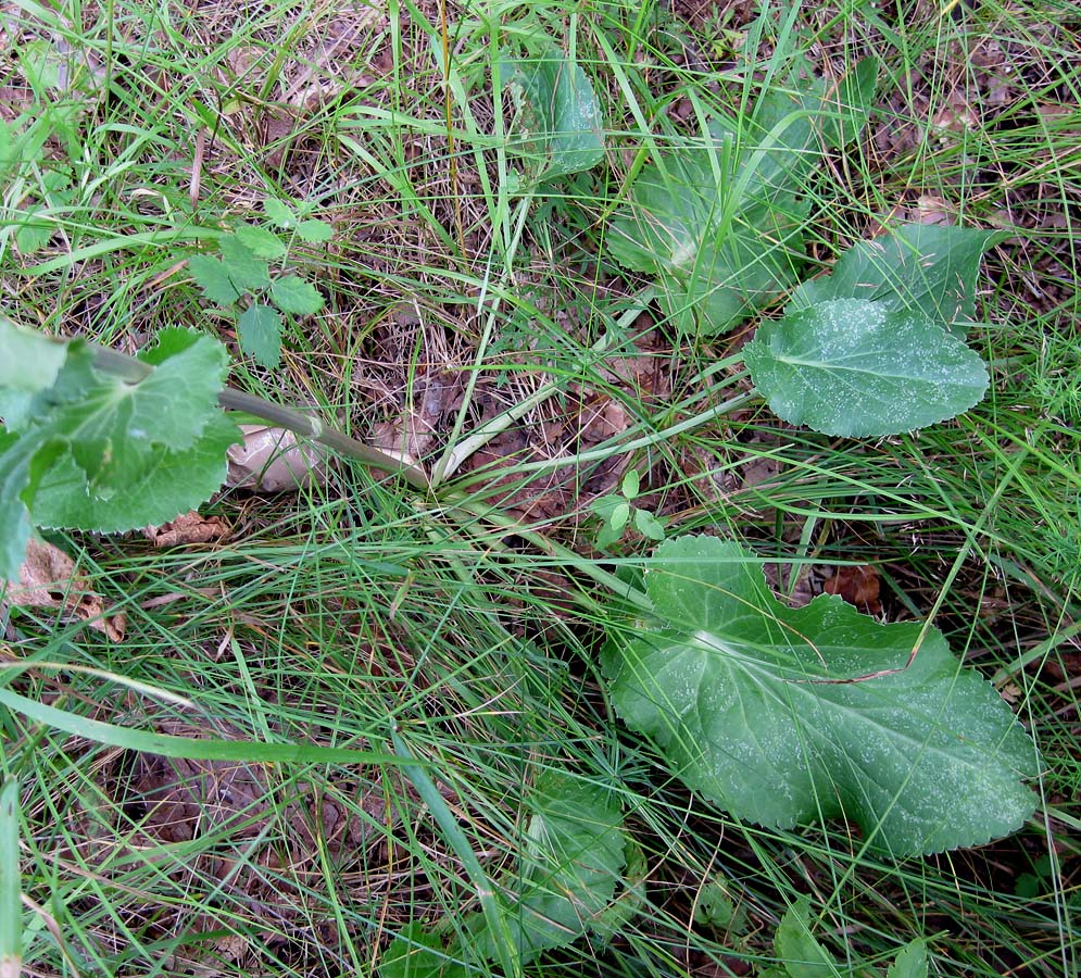 Image of Eryngium planum specimen.