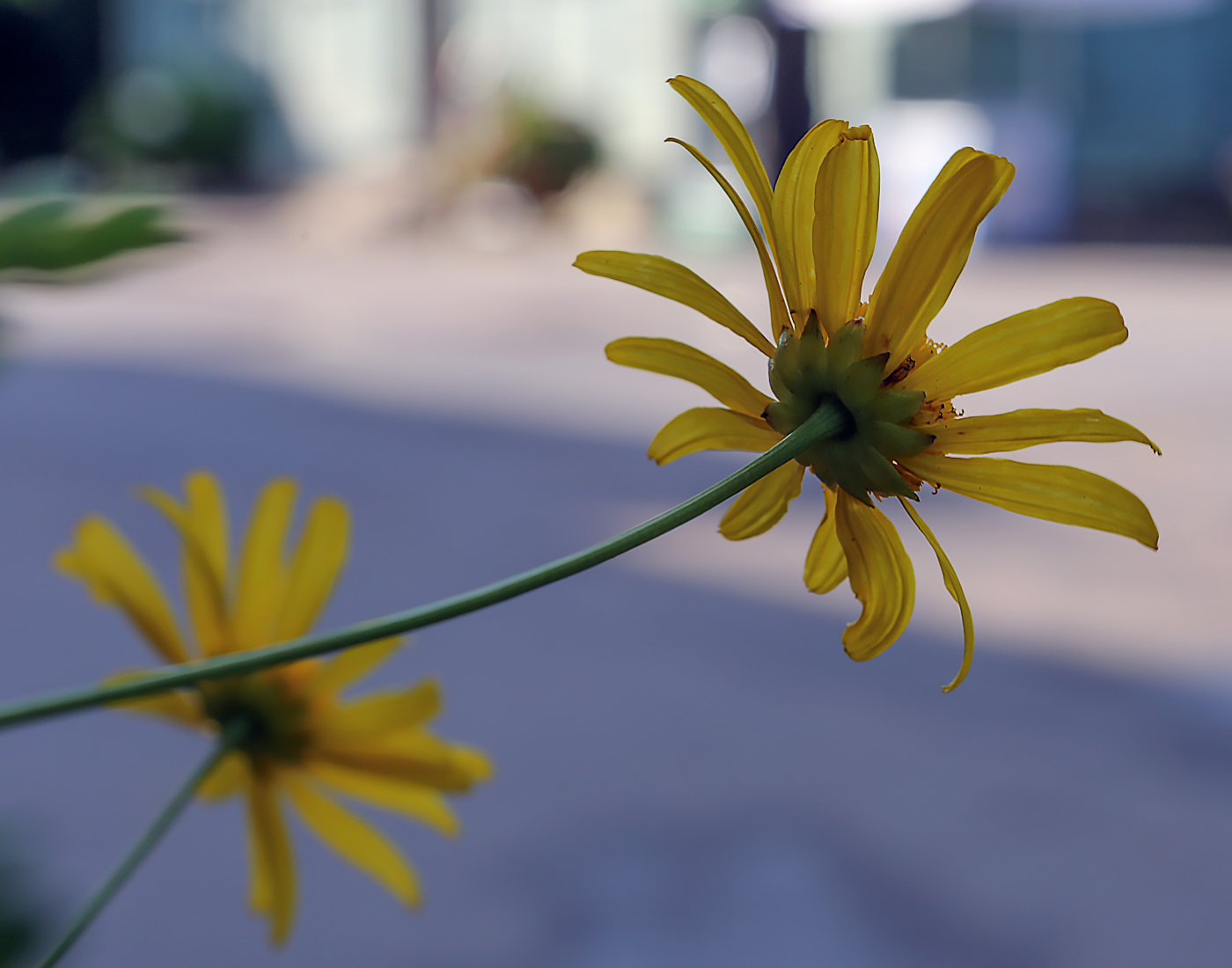 Image of Euryops chrysanthemoides specimen.