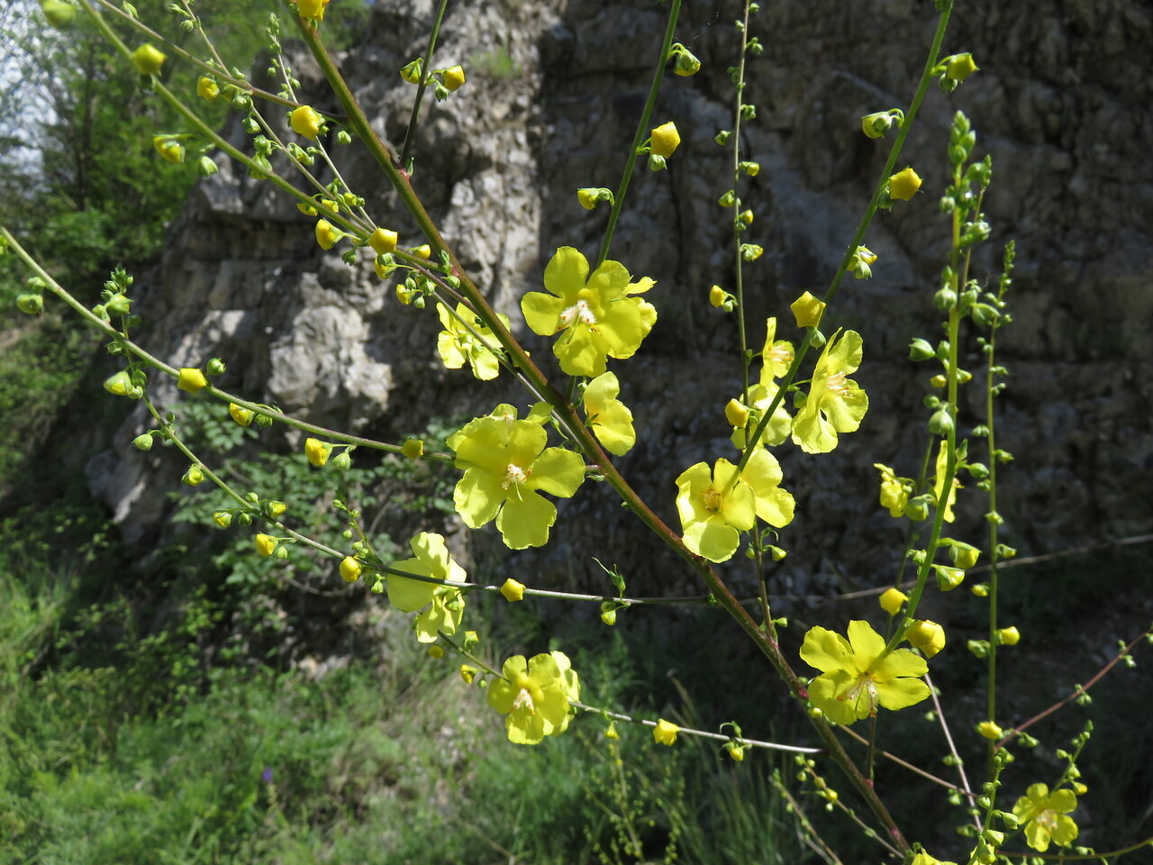 Image of Verbascum nobile specimen.