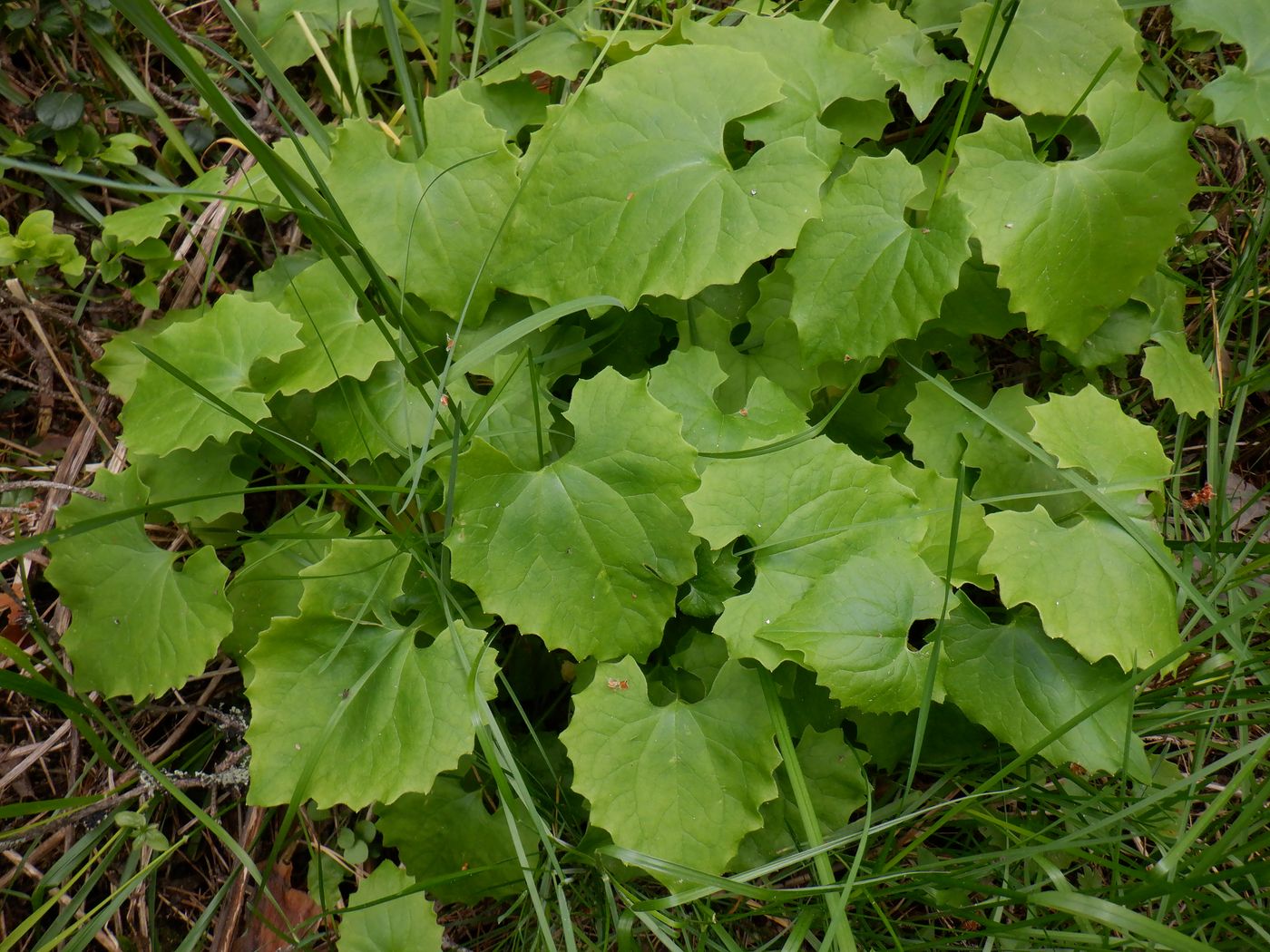 Image of Doronicum carpaticum specimen.