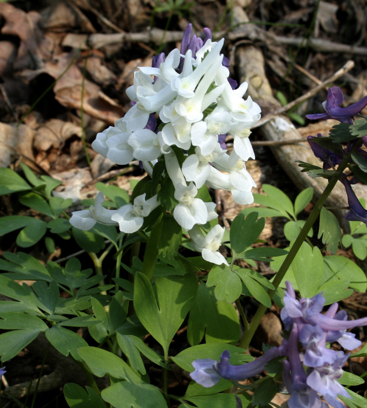 Image of Corydalis solida specimen.